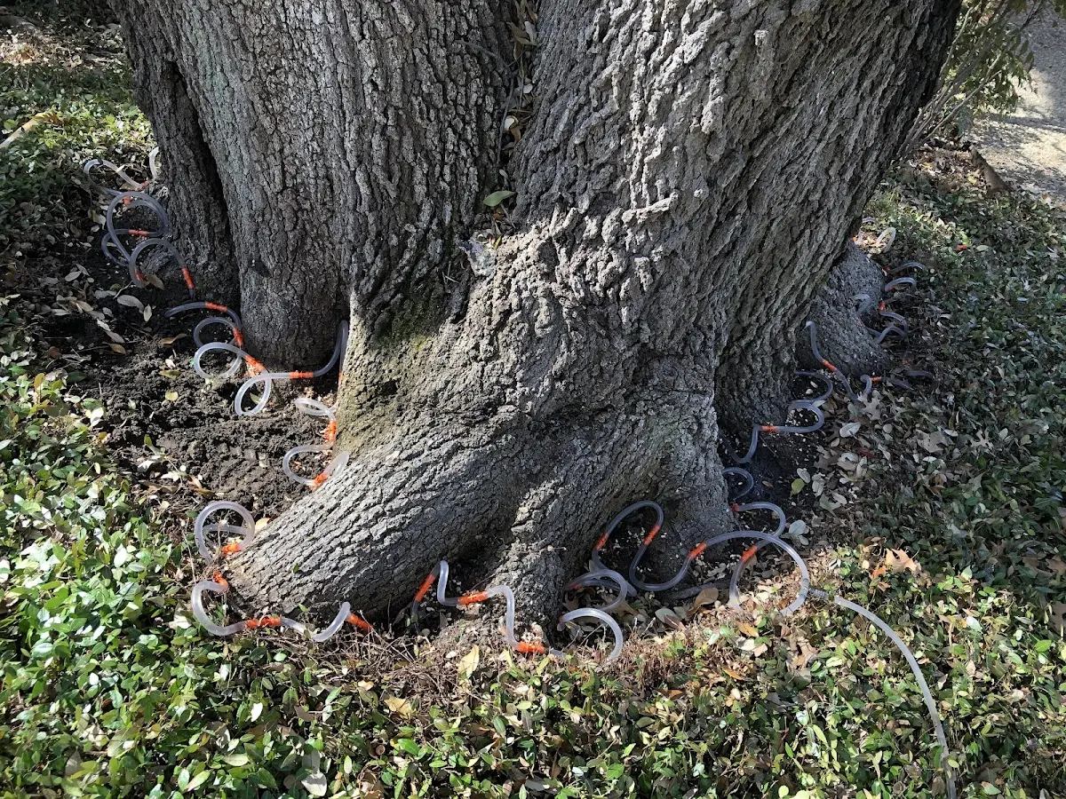 Detailed Tree Cabling and Bracing job site in Warrensburg