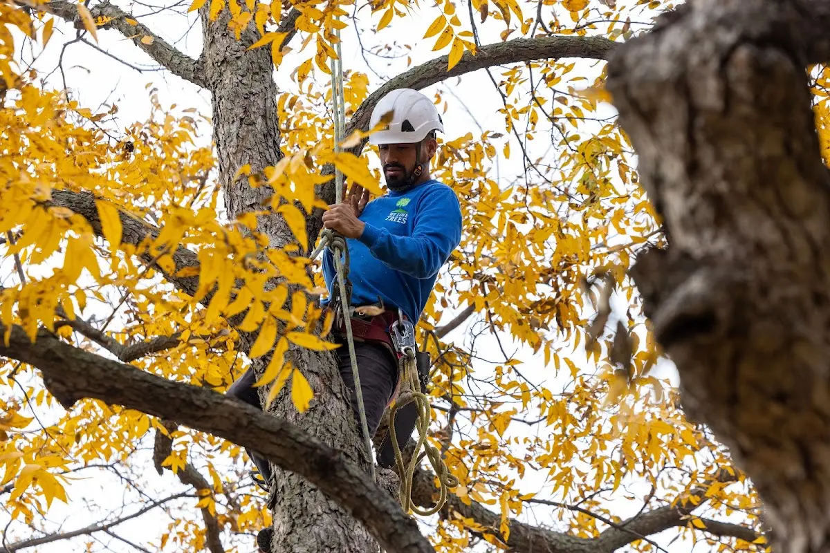 Skilled Tree Pruning crew working in Warrensburg